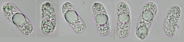 Eichleriella deglubens